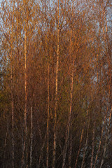 Birch trees in morning sunlight in early spring.