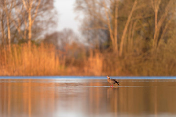 Egyptian goose in morning sunlight standing in lake.