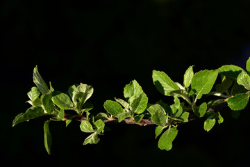 nahaufnahme eines grünen apfelzweiges vor dunklem hintergrund