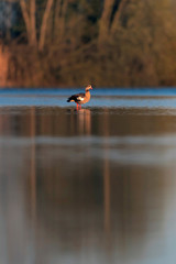 Egyptian goose in morning sunlight standing in lake.