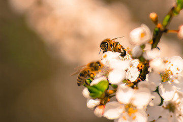 Honey bees collecting pollen from flowers outdoor.