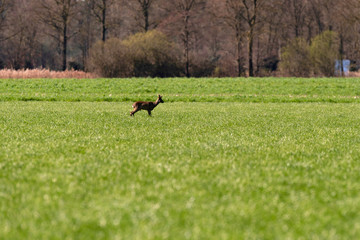 Roebuck standing in meadow in sunlight.