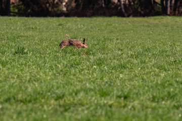 European hare in meadow in sunlight.
