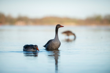 Greylag geese in lake at dawn.