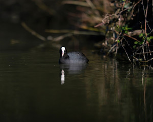 Eurasian coot in sunlight near bushes in lake.