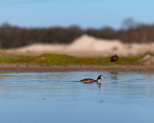 Great crested grebe swimming in lake in morning sunlight.