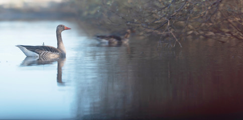 Greylag goose swimming at edge of lake near bushes.