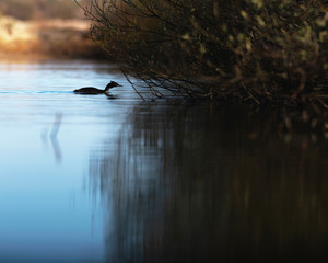 Great crested grebe swimming towards bushes at edge of lake in morning sunlight. Side view.