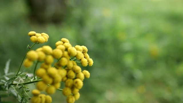 Yellow flowers of common tansy. Herbal plant of Tanacetum vulgare. Yellow flower