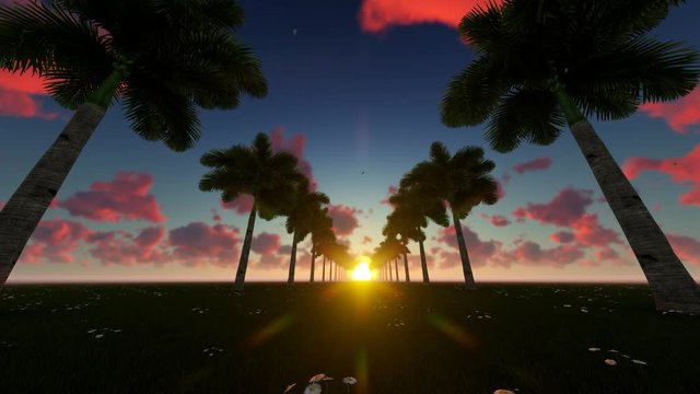 Wonderful Sunset View Among Palm Trees