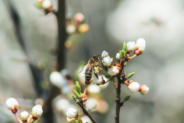 Honey bee collecting pollen from flowers outdoor.