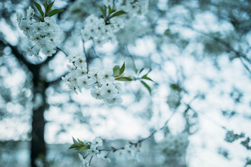 Flowering cherry trees against the sky in spring