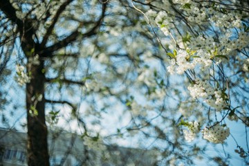 Flowering cherry trees against the sky in spring