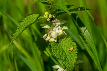 Weisse Taubnessel (Lamium album)