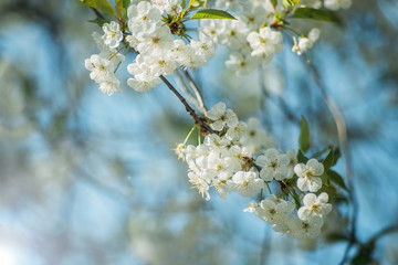 spring background blooming tree on a sunny day