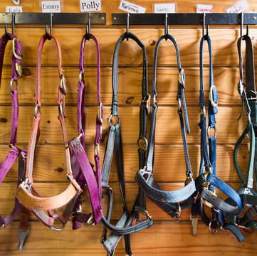 Reins hanging from stalls in barn
