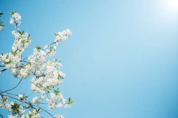 Flowering cherry trees against the sky in spring