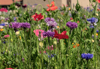 explosion of colors in a meadow with summer flowering