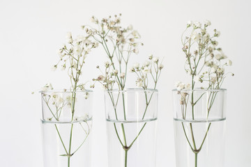 white flowers in glass vases 