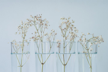 white flowers in glass vases on a soft blue background