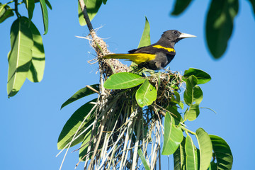 cacique