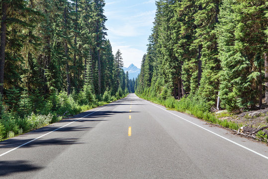 Evergreen trees lining open road