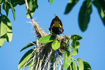 cacique