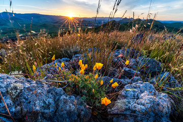 California Poppies in the Rocks at Sunrise 