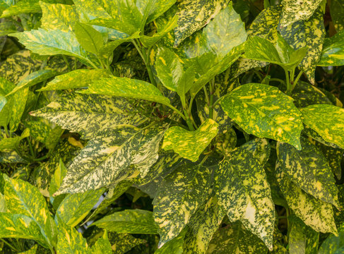 gold dust plant aucuba japonica golden girl plant goldstrike