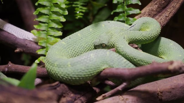 Venomous Bush Viper (Atheris squamigera) on tree