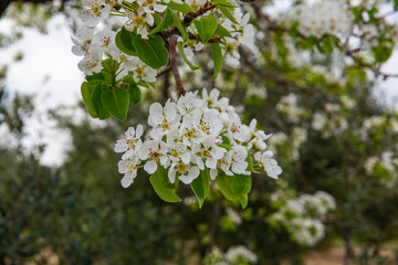 Blooming fruit tree flowers in orchard 
