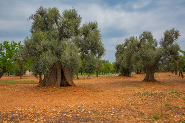 Olive tree grove in Apulia, southern Italy on sunny spring day