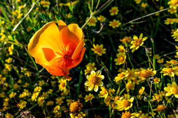 Obraz premium Poppy in field of yellow flowers at sunrise