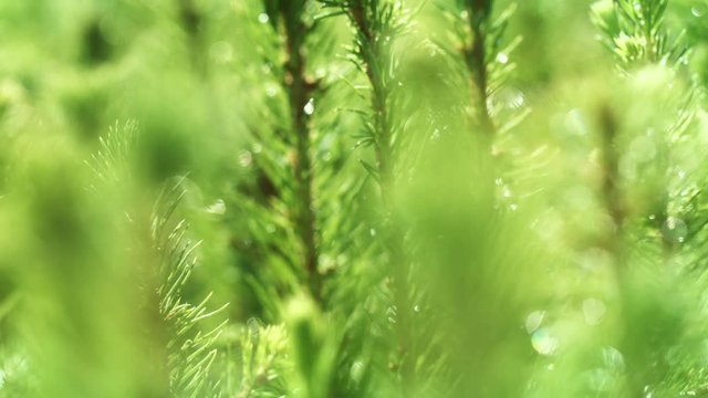 Young shoots of pine with drops of water sparkling. Wet needles after rain
