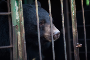 Himalayan bear in an iron cage. The bear looks through the cage with sad eyes. Himalayan bear in...