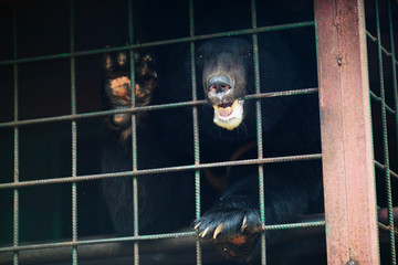 Himalayan bear in an iron cage. The bear looks through the cage with sad eyes. Himalayan bear in...
