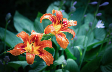 two bold orange tiger lilies on green leaf background