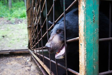 Himalayan bear in an iron cage. The bear looks through the cage with sad eyes. Himalayan bear in captivity.