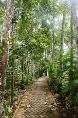 Narrow rocky path in the jungle
