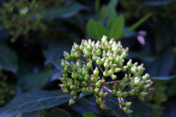 Macro of green berries in a plant