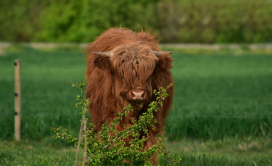 Fototapeta premium haariges rind mit hörnern auf der weide im freien