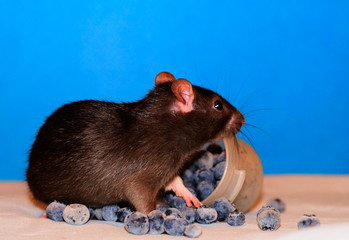 Brown baby rat standing in a pile of blueberries