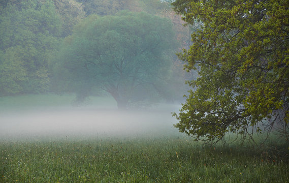 Fog and trees in rural meadow