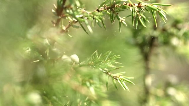 Green branches of juniper with unripe fruits. Unripe cone berries of Juniperus
