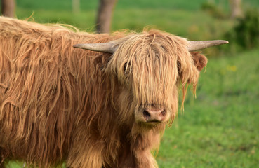 haariges rind mit h&ouml;rnern auf der weide im freien