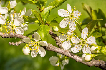 Flowering branch of a plum tree in a spring garden