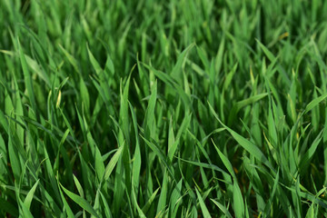 Obraz premium nahaufnahme und textur von grashalmen auf einer wiese