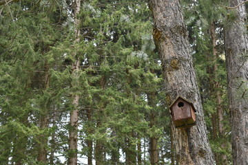 Birdhouse in the forest