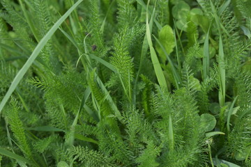 Yarrow lost in grass