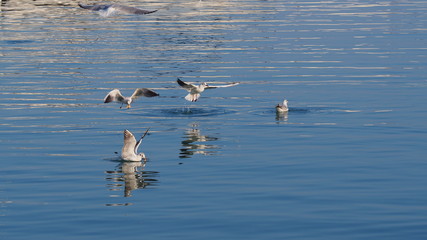 Fototapeta na wymiar Birds